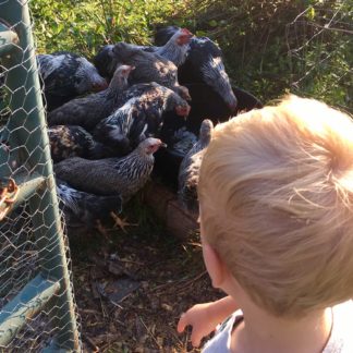 Flock Care