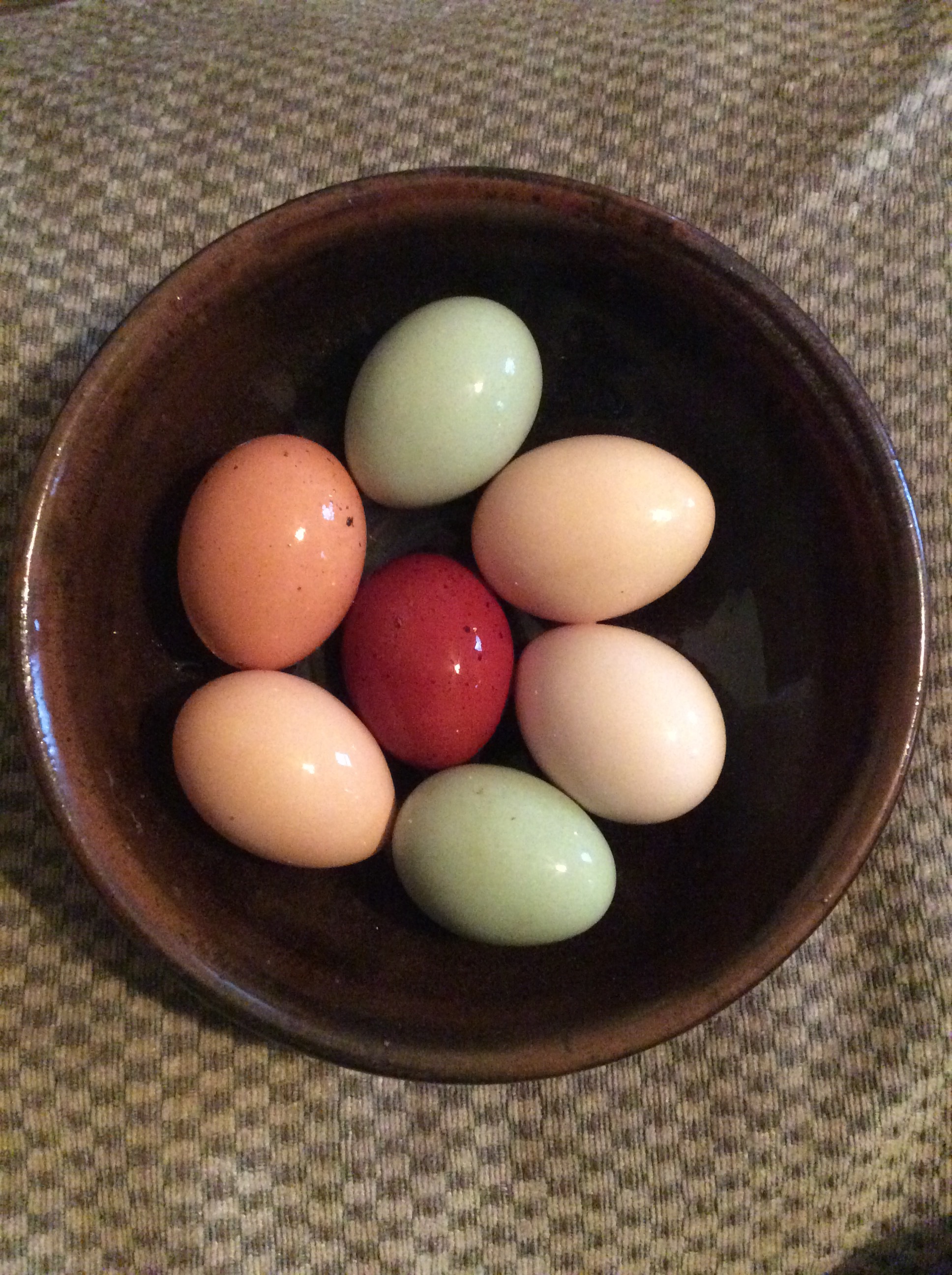 Easter Eggers and Olive Eggers – Storybook Farm