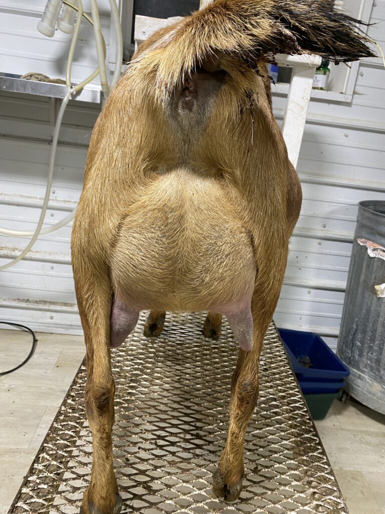 Twix's 2F udder 2 weeks fresh