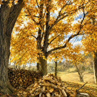 Fall Wood Pile
