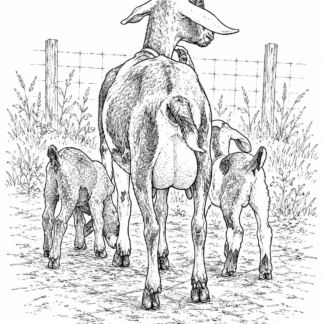 First Day Out (Line Drawing)
