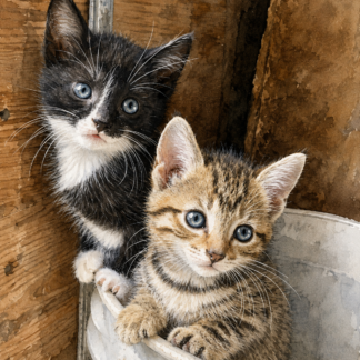 Other Animals