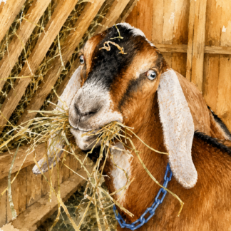 Rigel Eating Hay