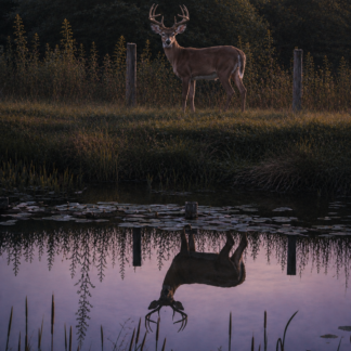The Stag at Eve