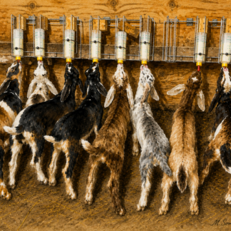 Bucklings At Breakfast