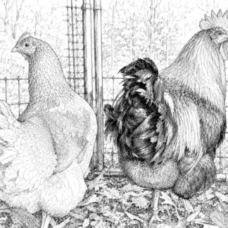 Chickens (Line Drawing)
