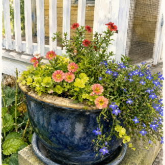 Potted Posies