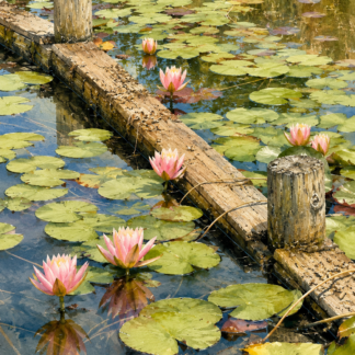 Water Lilies